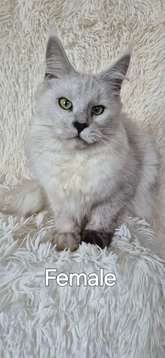 Maine Coon - Image 2