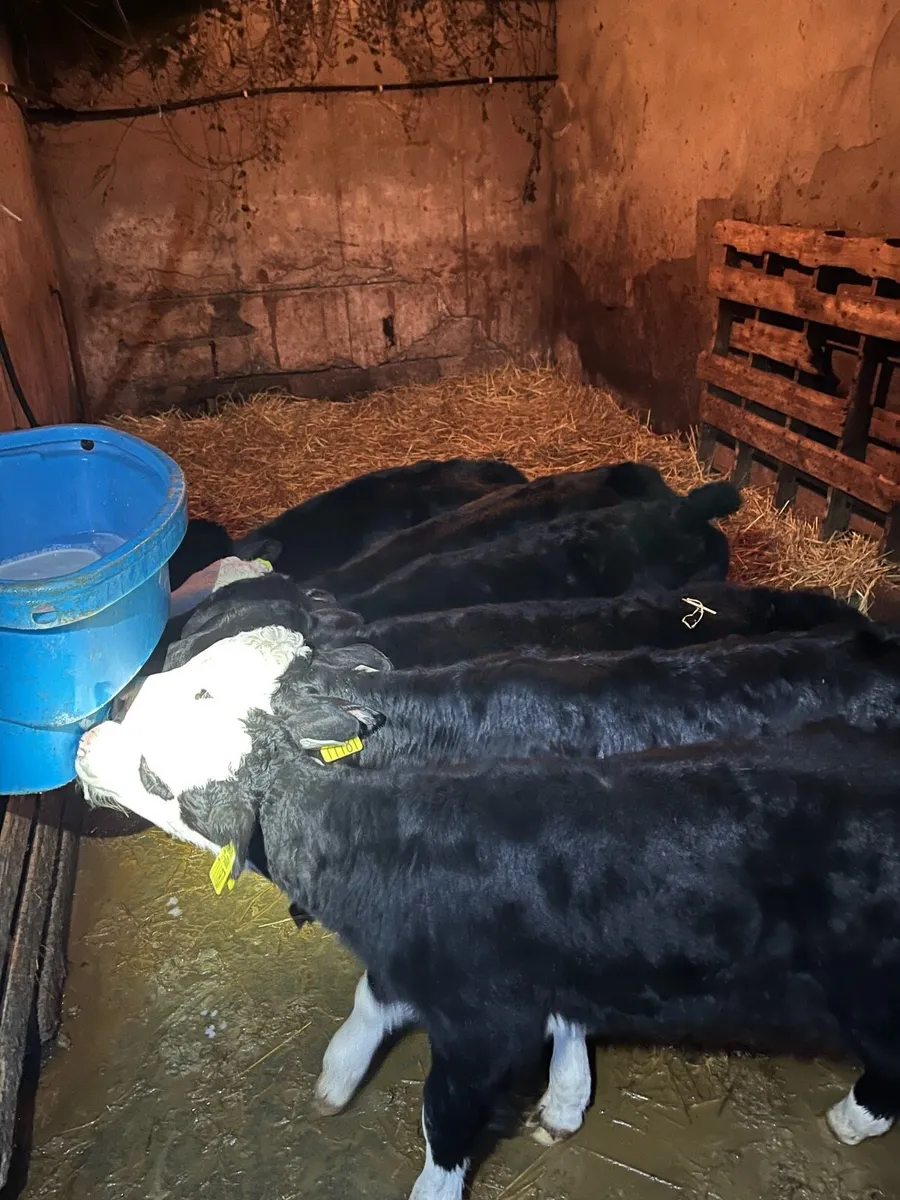 Whitehead/Angus Calves for sale - Image 2
