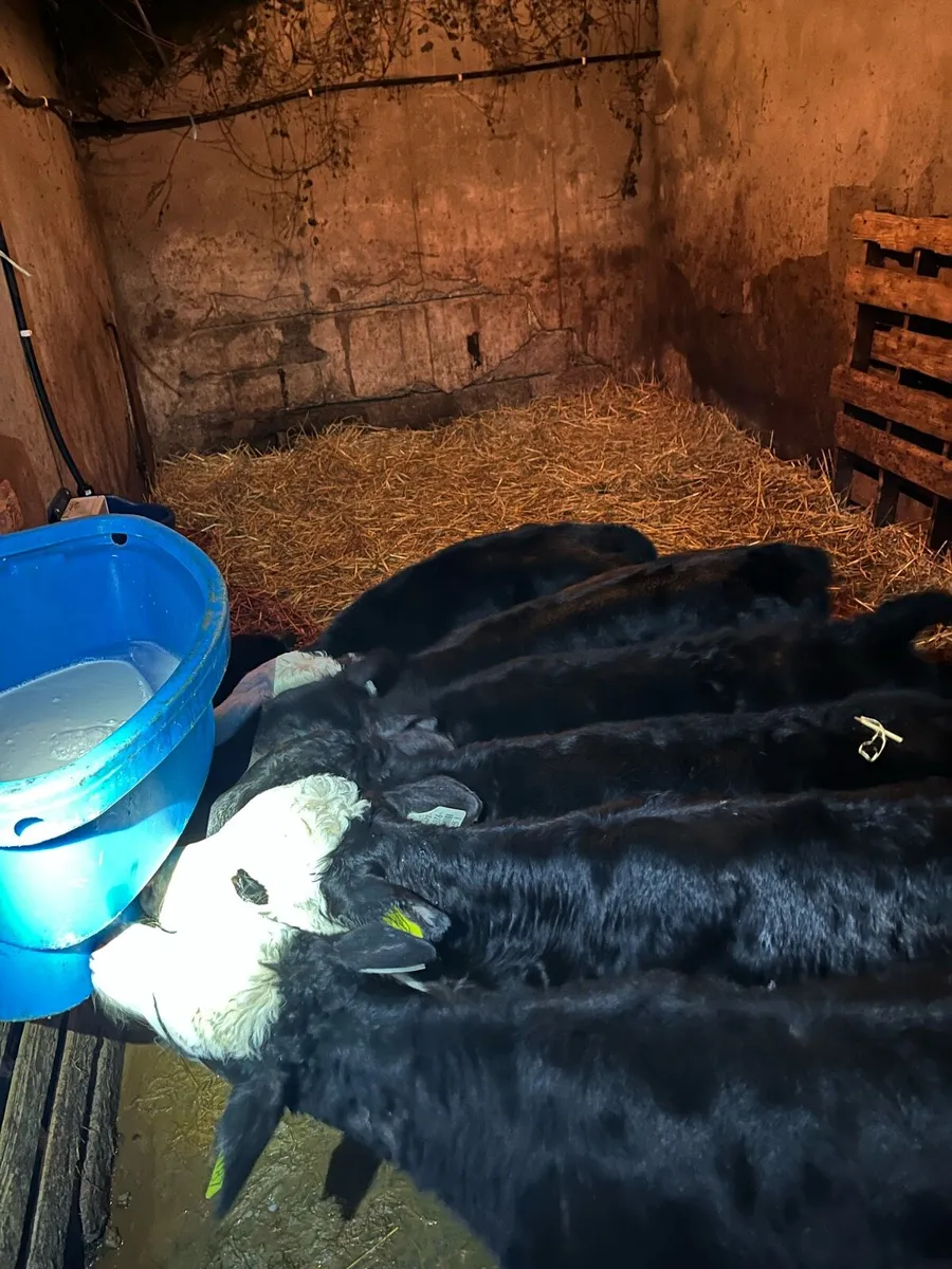 Whitehead/Angus Calves for sale - Image 3