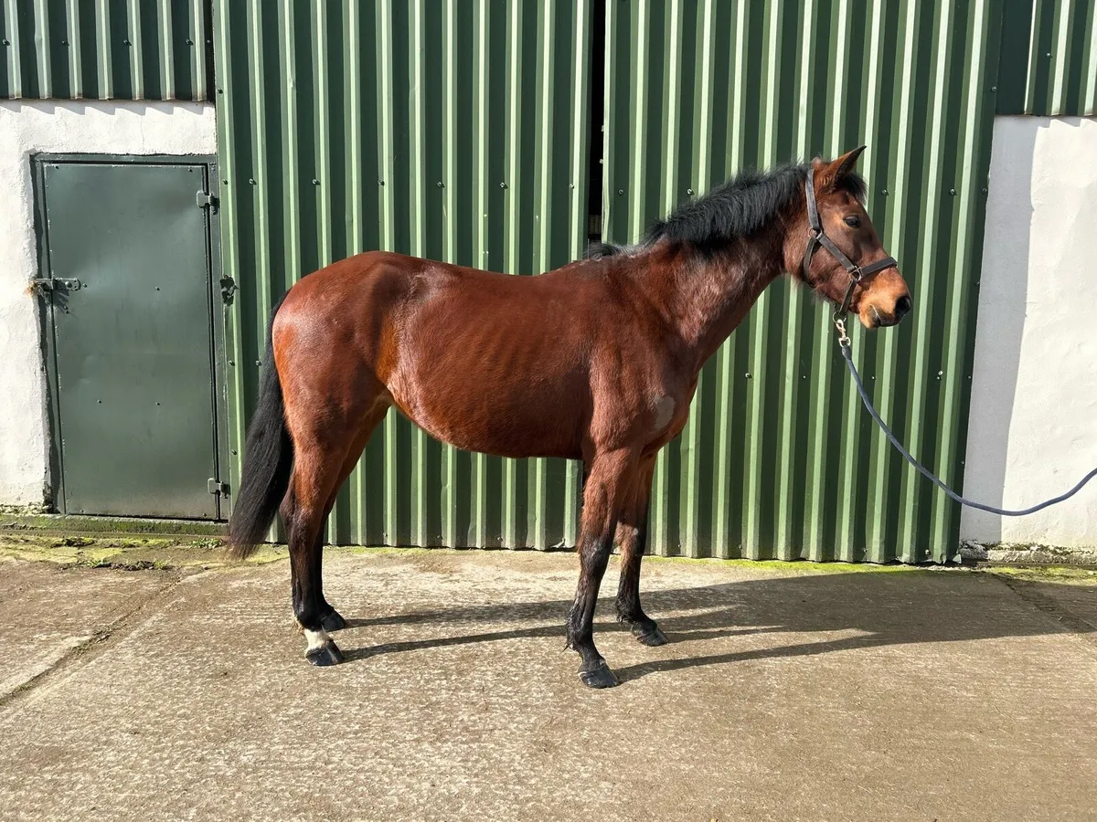 Gorgeous Brood Mare 🤩 - Image 2