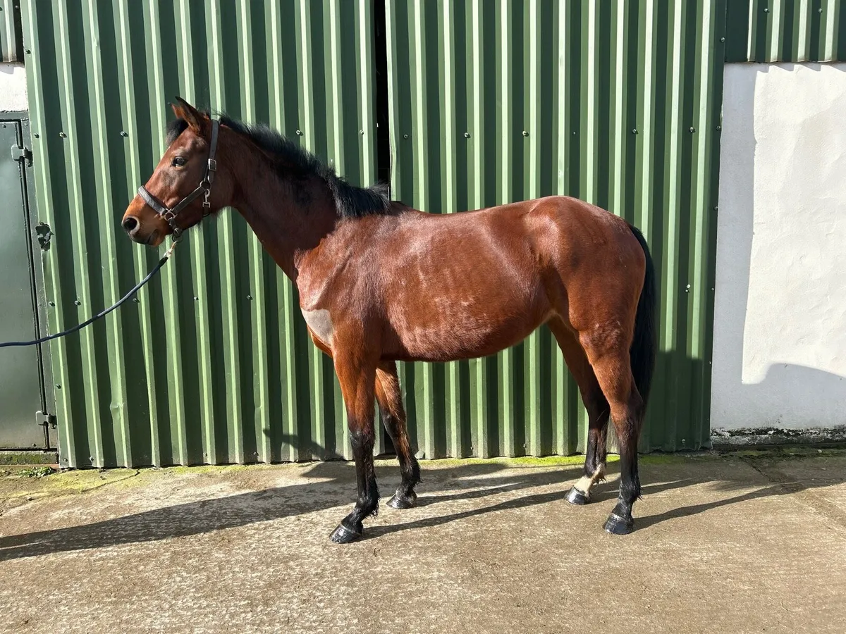 Gorgeous Brood Mare 🤩 - Image 1