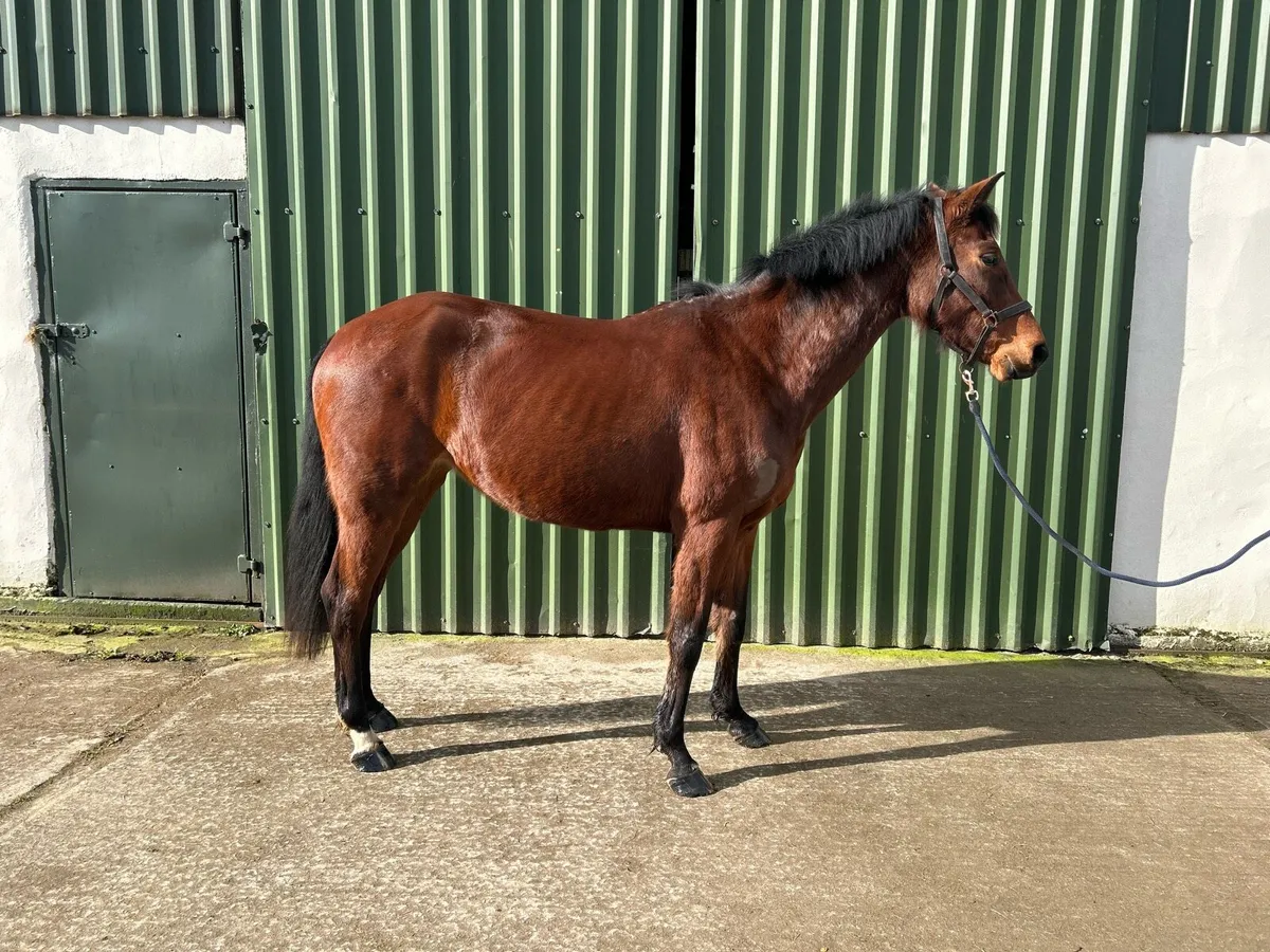 Gorgeous Brood Mare 🤩 - Image 4