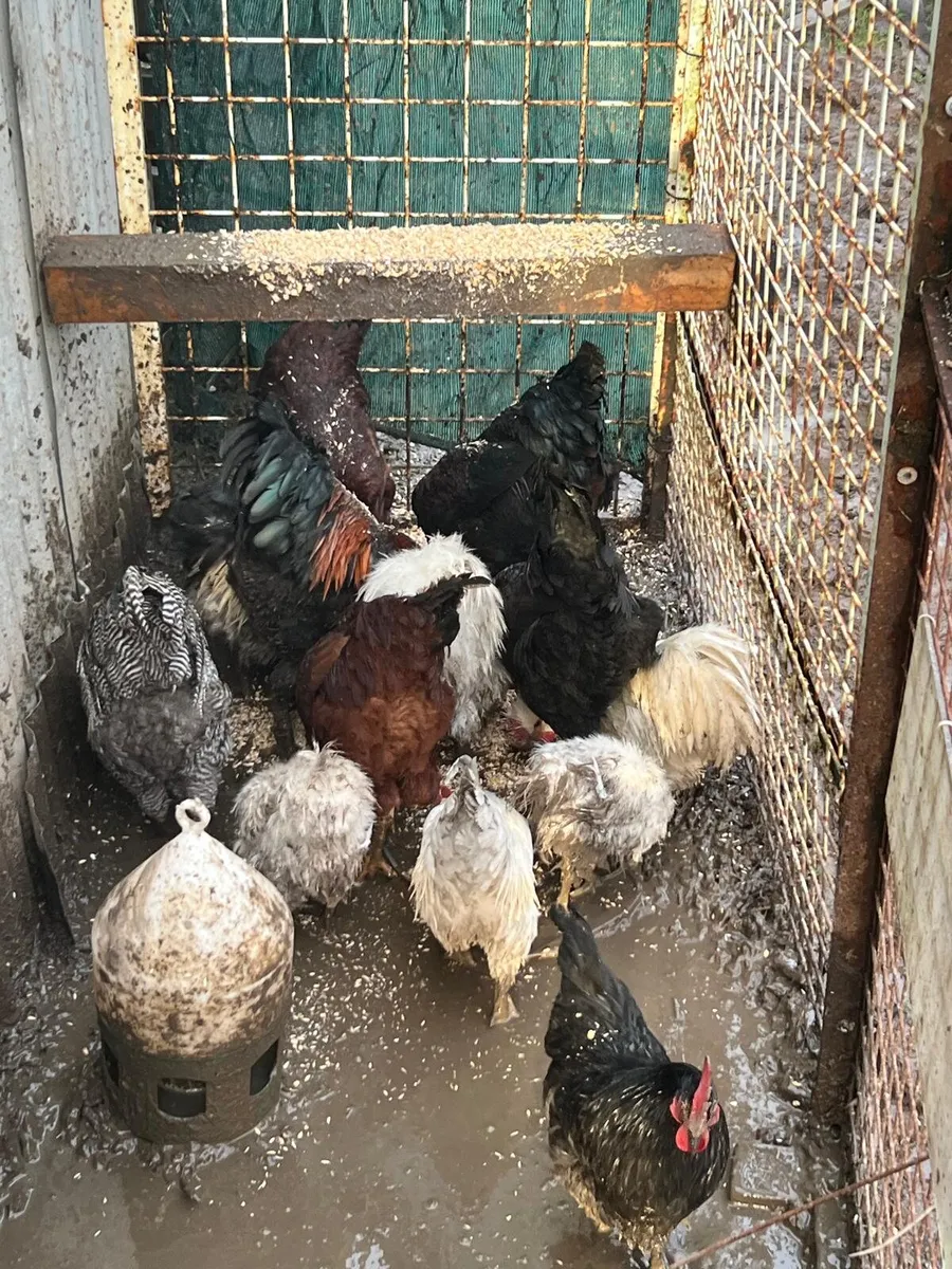 Chickens - Image 4