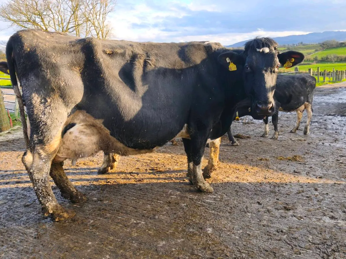 Cows in milk- Suitable foster cows - Image 1