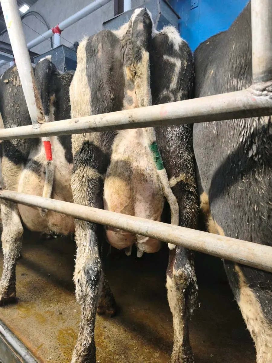 Cows in milk- Suitable foster cows - Image 2