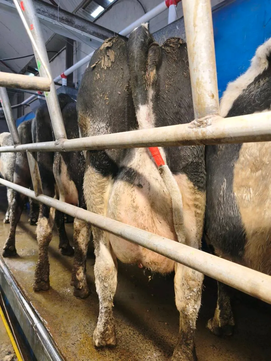 Cows in milk- Suitable foster cows - Image 3