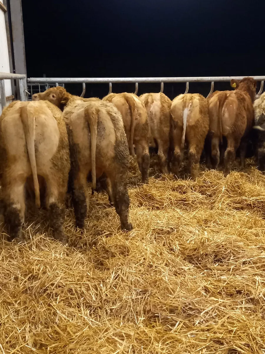 FREE • FREE • FREE • FREE • FREE • FREE - Image 1