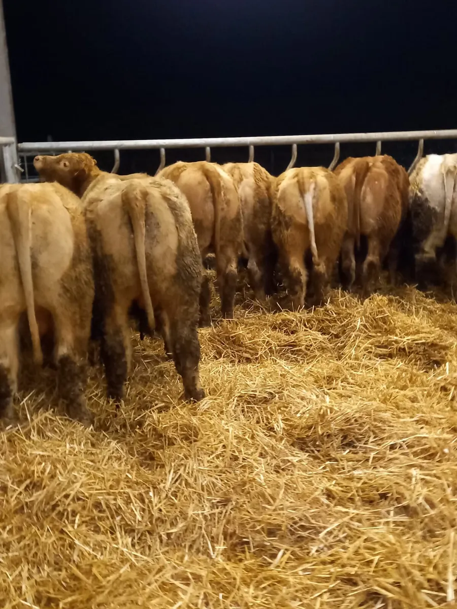 FREE • FREE • FREE • FREE • FREE • FREE - Image 1