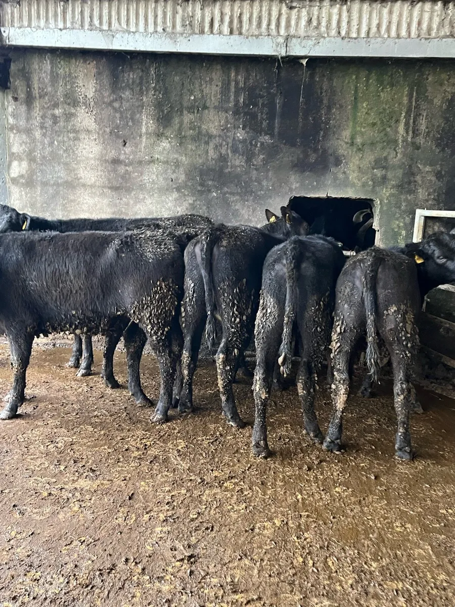 6 Angus heifer Weanling 300kg - Image 1