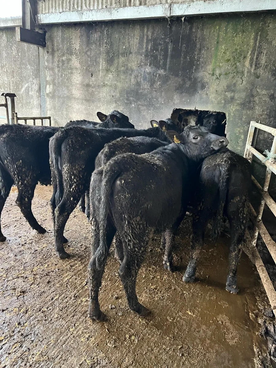 6 Angus heifer Weanling 300kg - Image 2