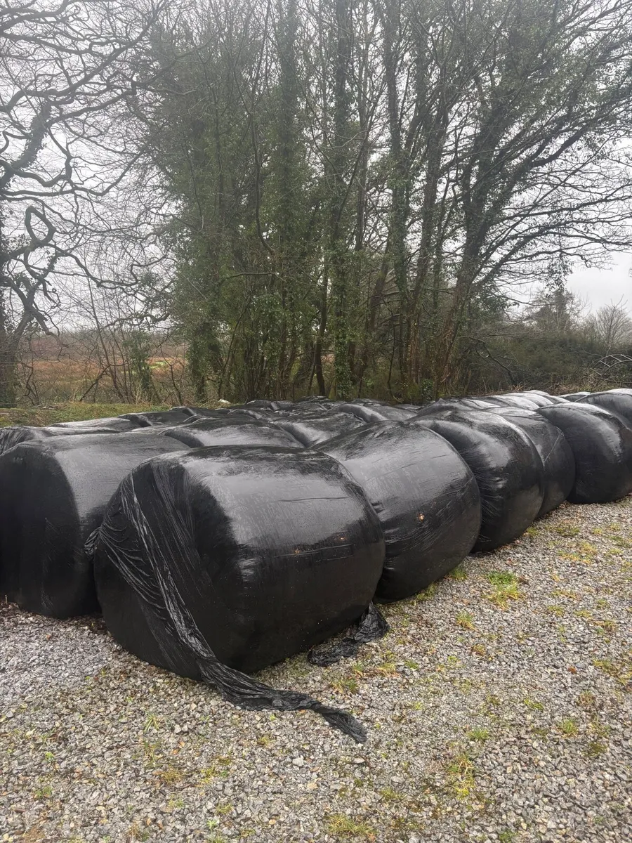 Round bales of silage