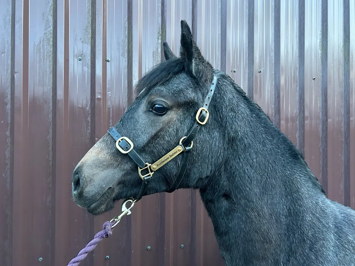 Smashing Connemara yearling filly for sale - Image 2