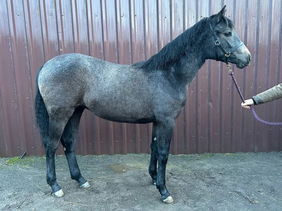 Smashing Connemara yearling filly for sale - Image 1