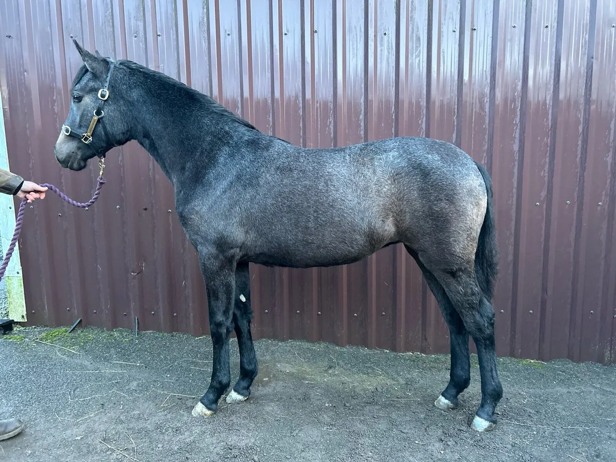 Smashing Connemara yearling filly for sale - Image 4