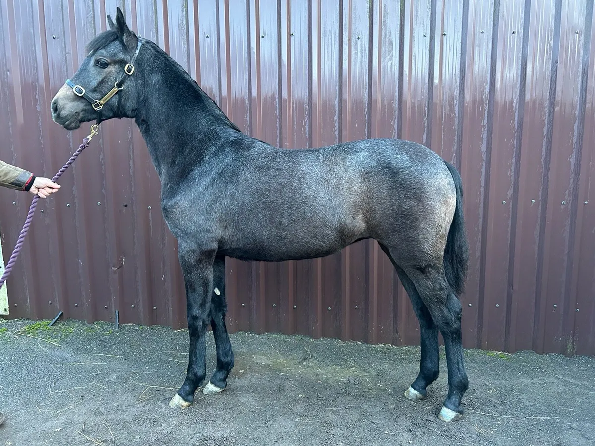 Smashing Connemara yearling filly for sale - Image 3