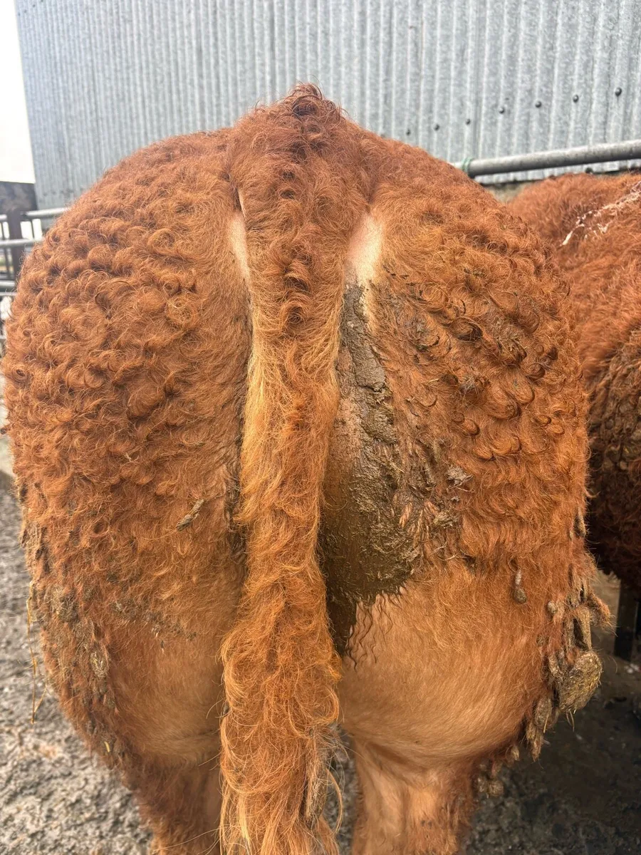 1 Pedigree limousin bull - Image 2