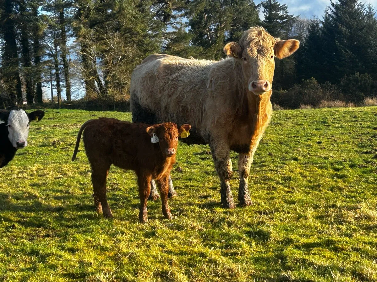 Organic Cows & Calfs With Stars - Image 2
