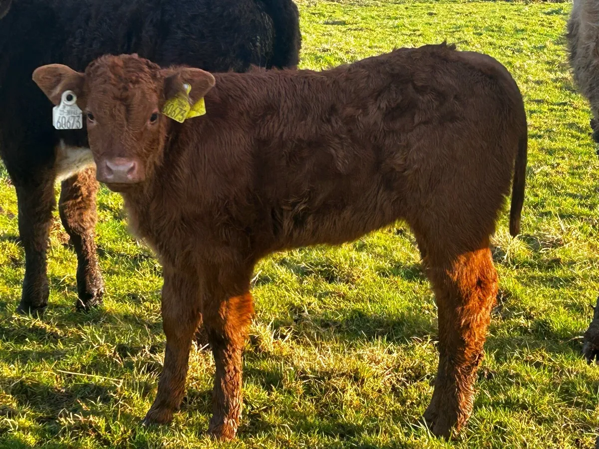 Organic Cows & Calfs With Stars - Image 3