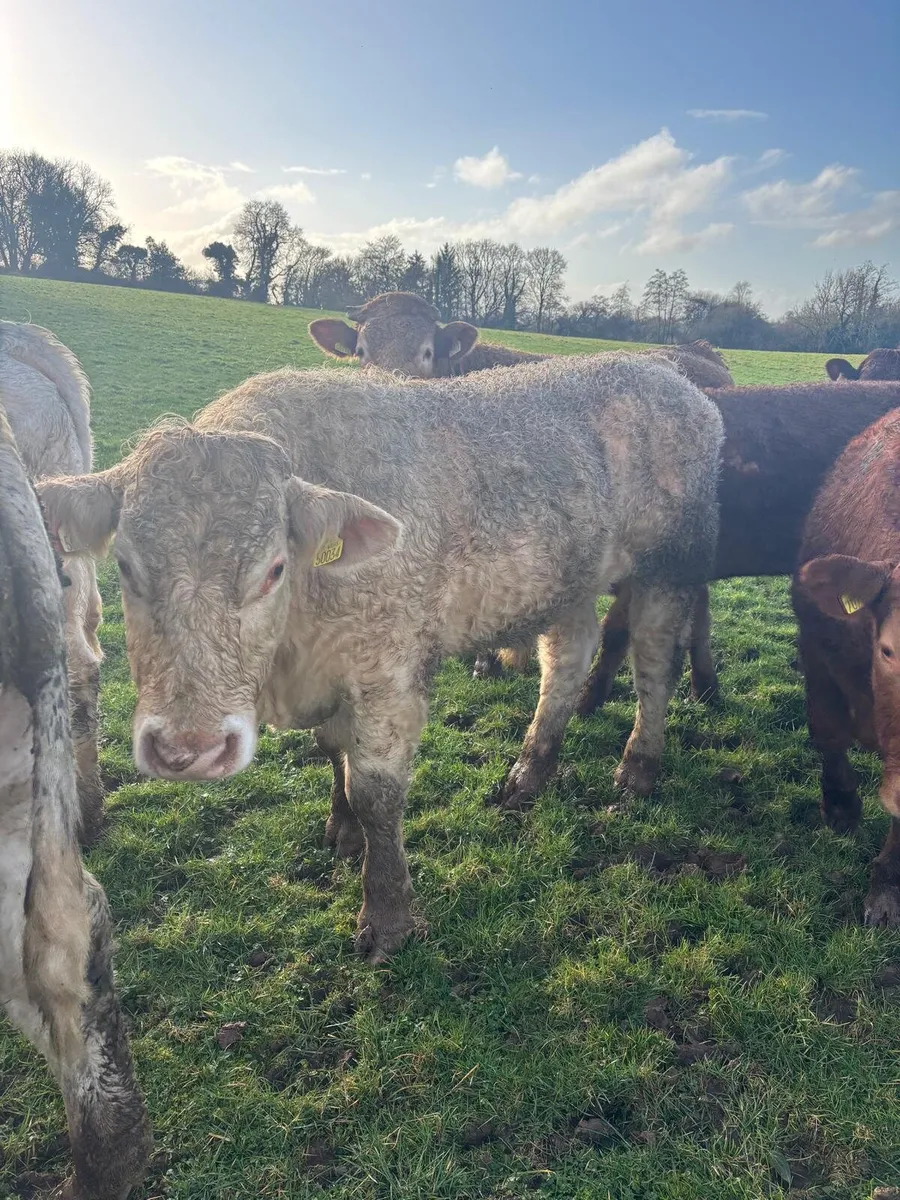 Continental Outlying store bullocks - Roscrea Mart - Image 3