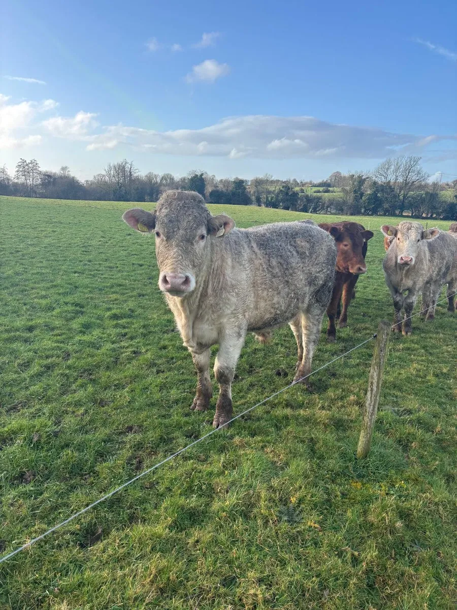 Continental Outlying store bullocks - Roscrea Mart - Image 1