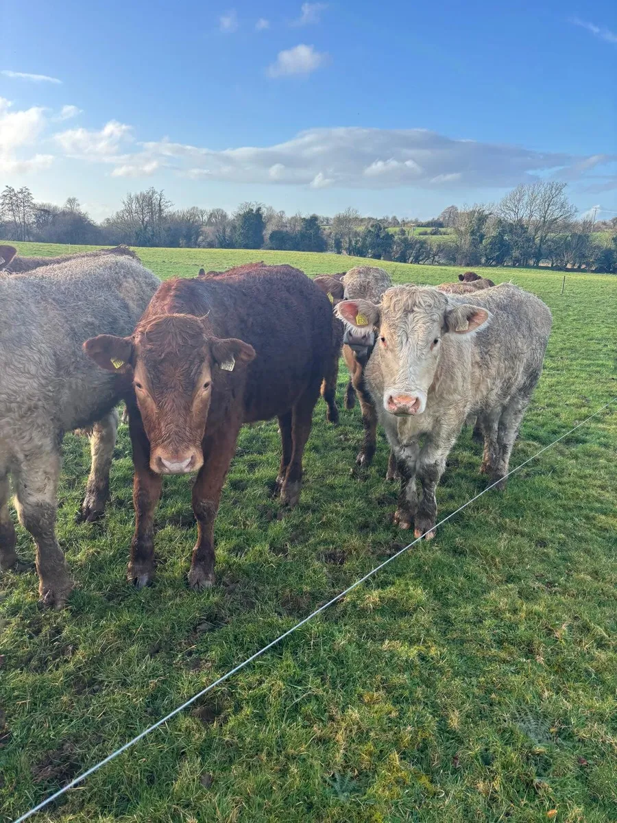 Continental Outlying store bullocks - Roscrea Mart - Image 2