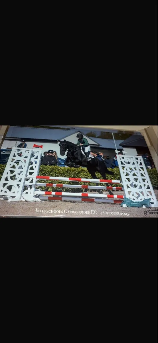 Quality Black Mare - Image 2