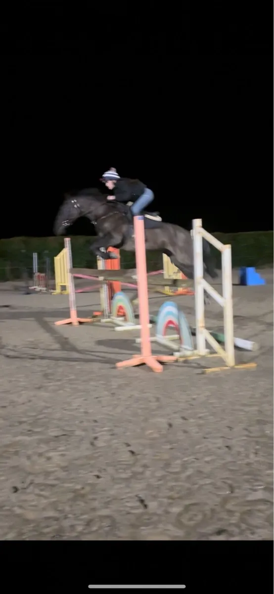 Quality Black Mare - Image 3