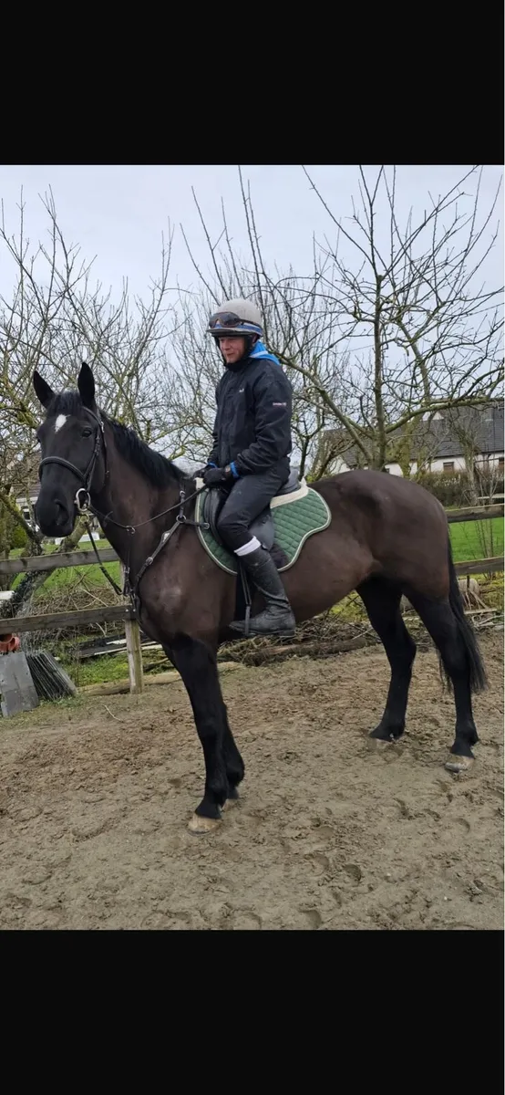 Quality Black Mare - Image 4