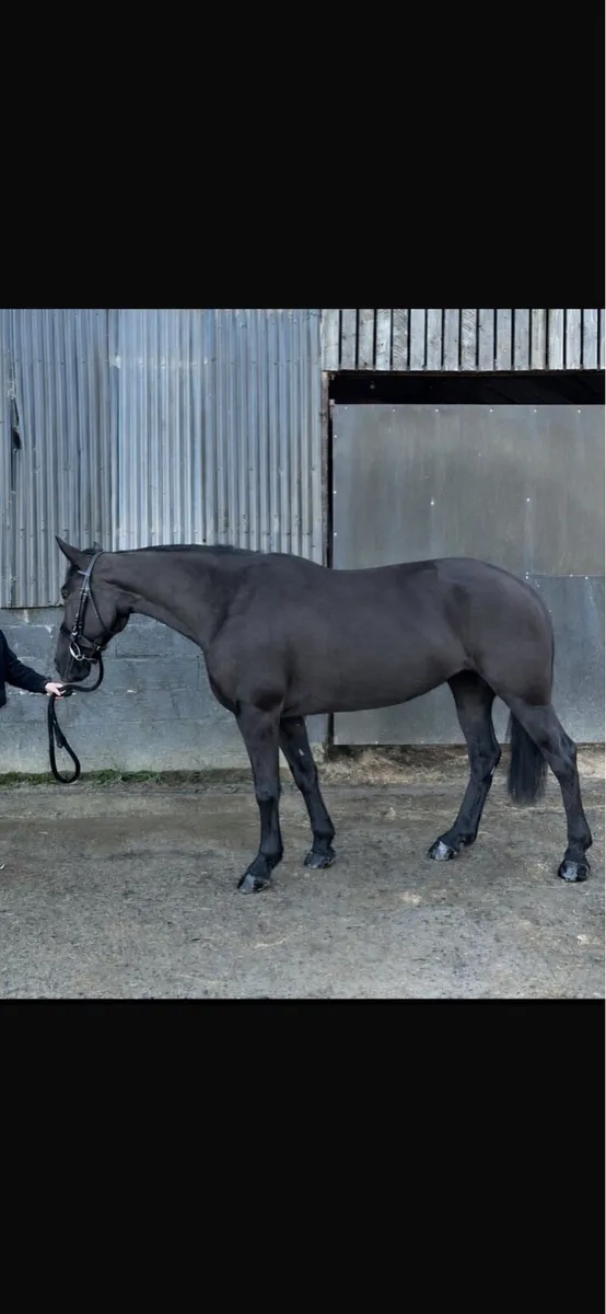 Quality Black Mare - Image 1