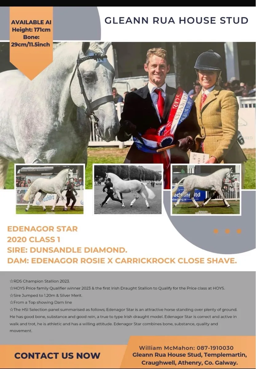 RDS Champion Irish Draught Stallion - Image 1