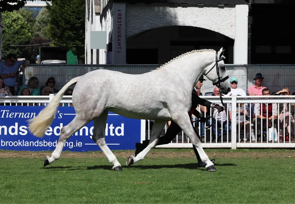 RDS Champion Irish Draught Stallion - Image 3