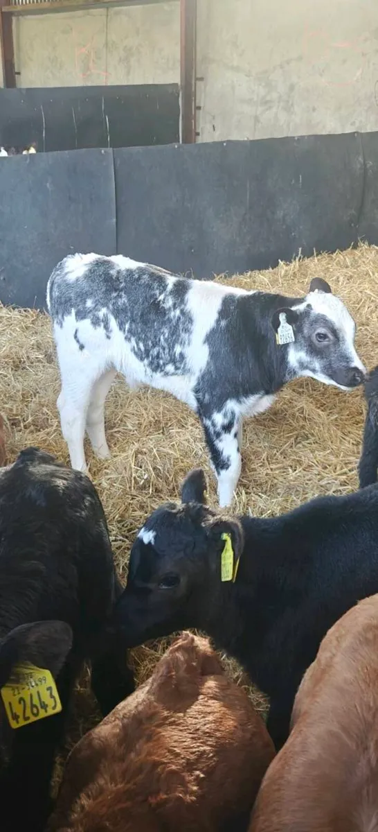 Calves - Image 2