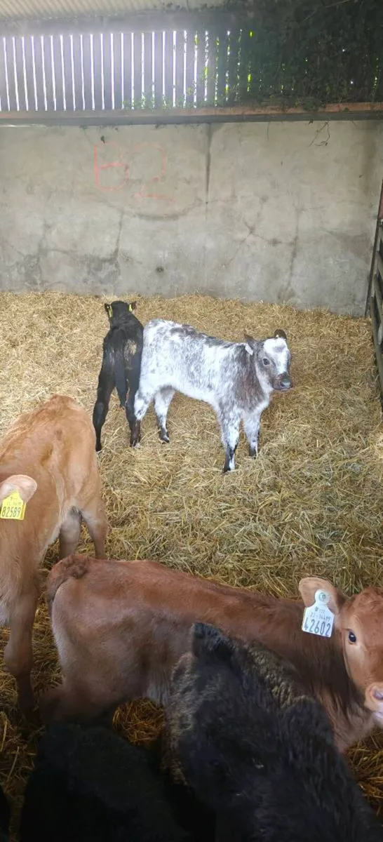 Calves - Image 3