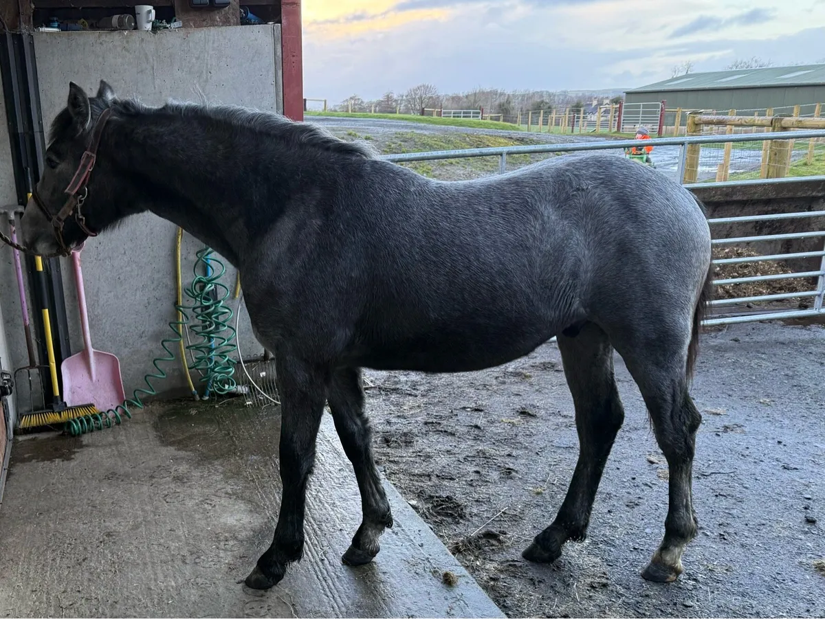 10 month old Connemara - Image 1