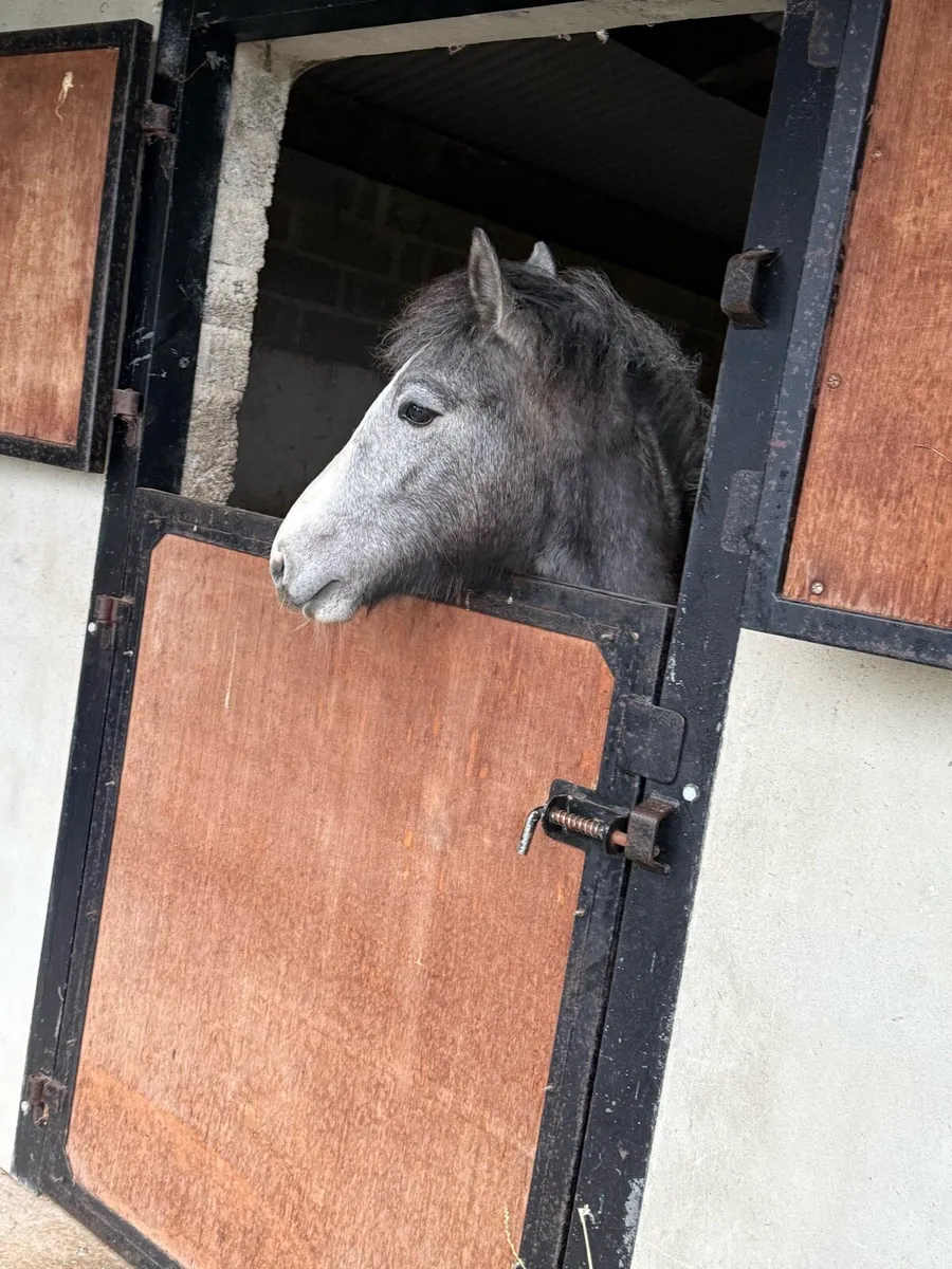10 month old Connemara - Image 2