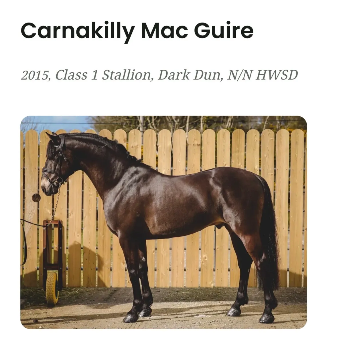 10 month old Connemara - Image 4