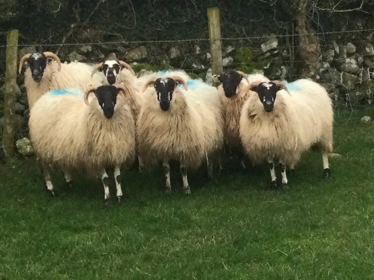 Mountain scotch ewe Hoggets - Image 3