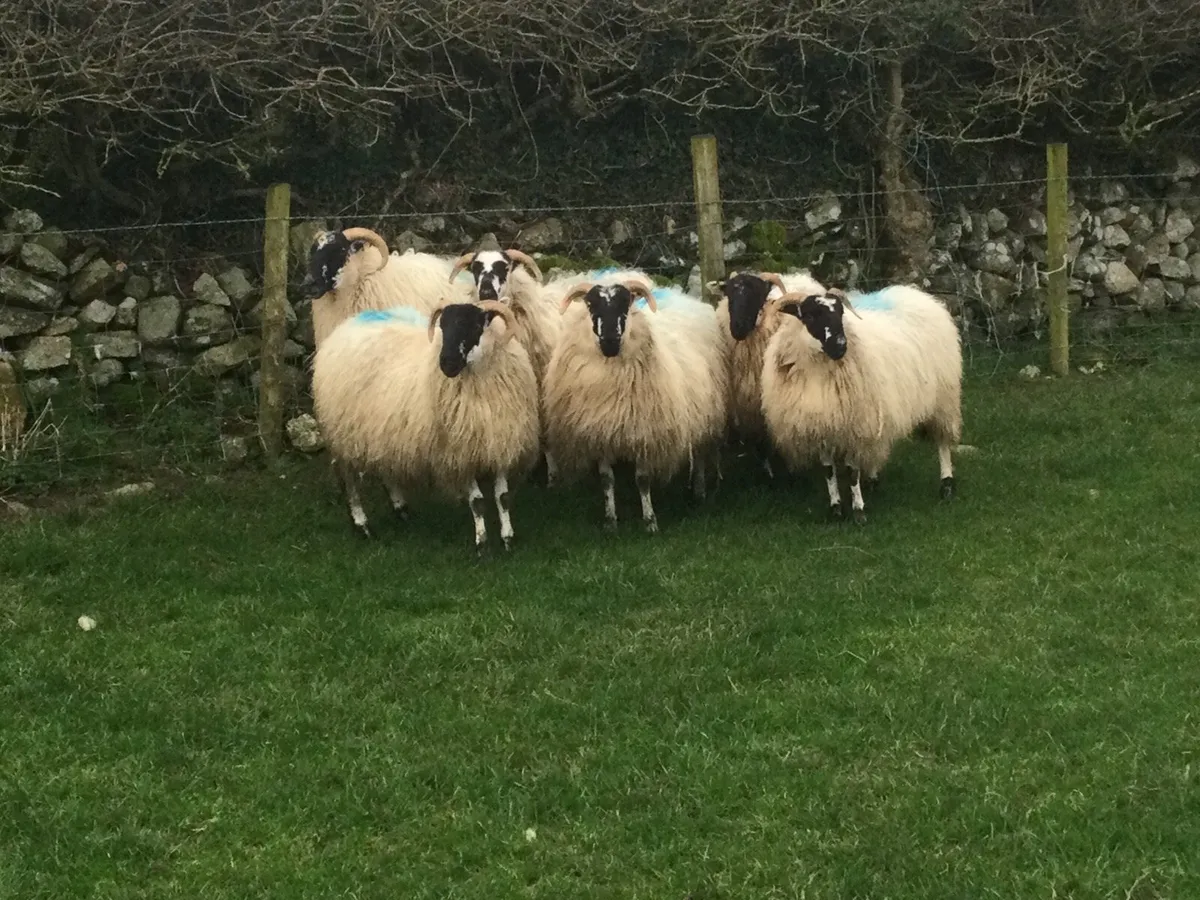 Mountain scotch ewe Hoggets - Image 4
