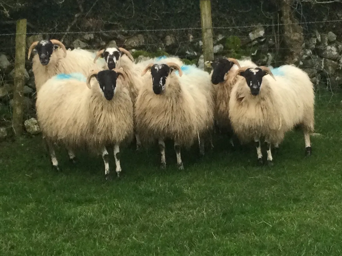 Mountain scotch ewe Hoggets - Image 1