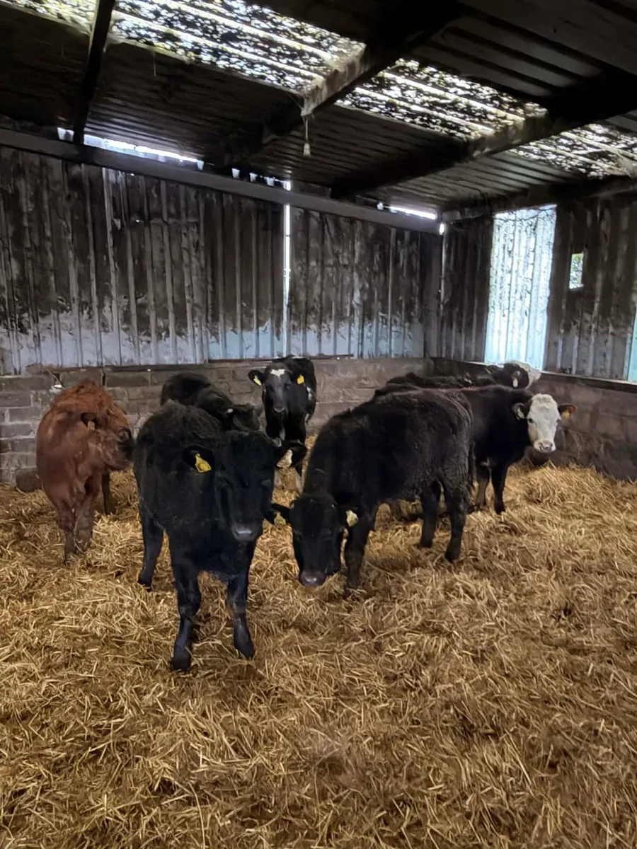 7 SHx & AUx heifers - Image 1