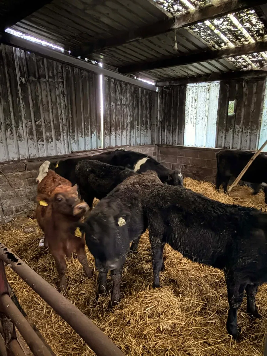 7 SHx & AUx heifers - Image 2