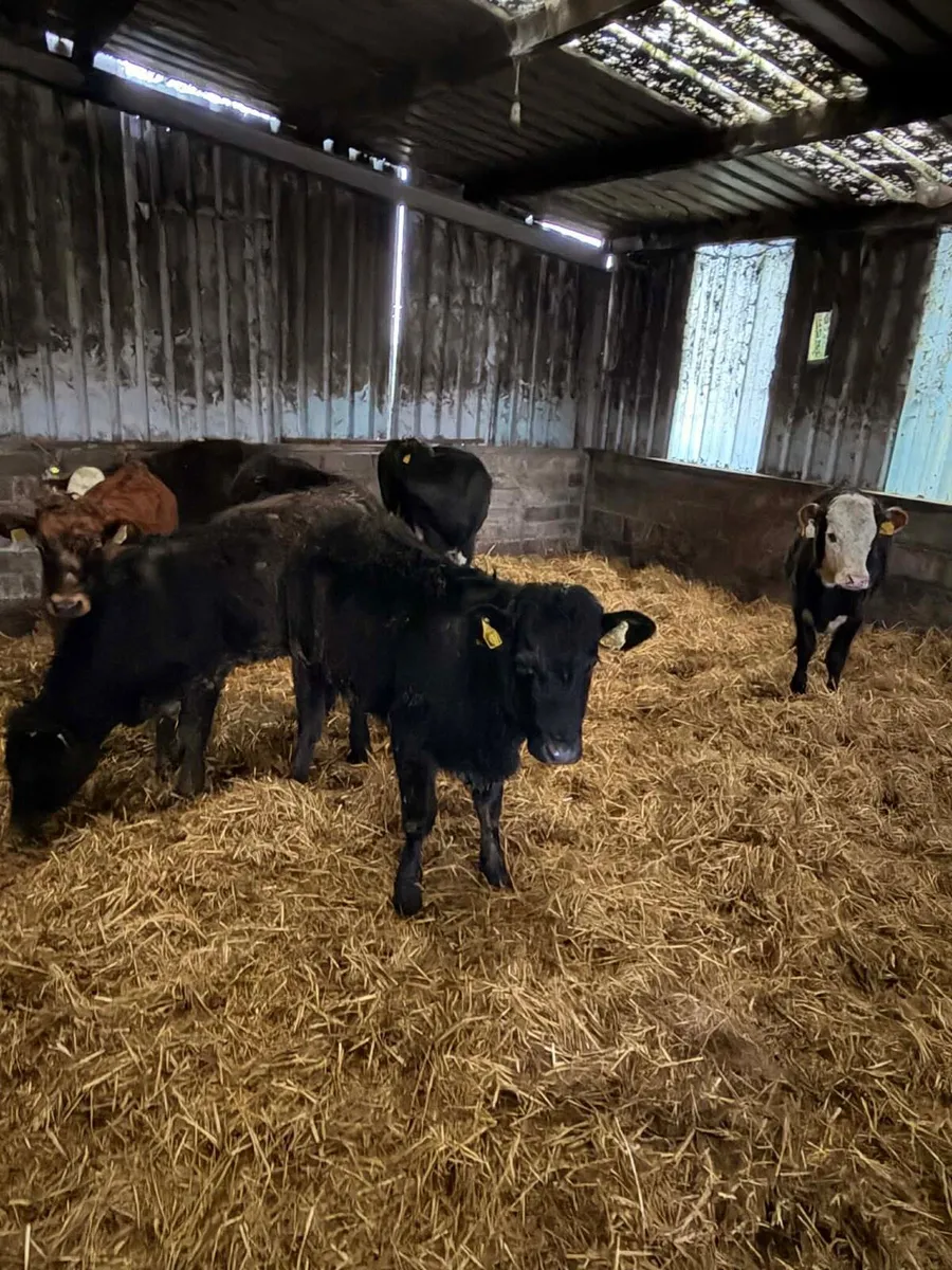 7 SHx & AUx heifers - Image 3