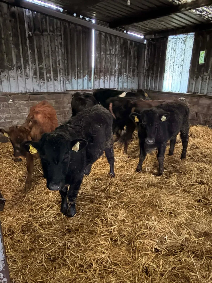 7 SHx & AUx heifers - Image 4