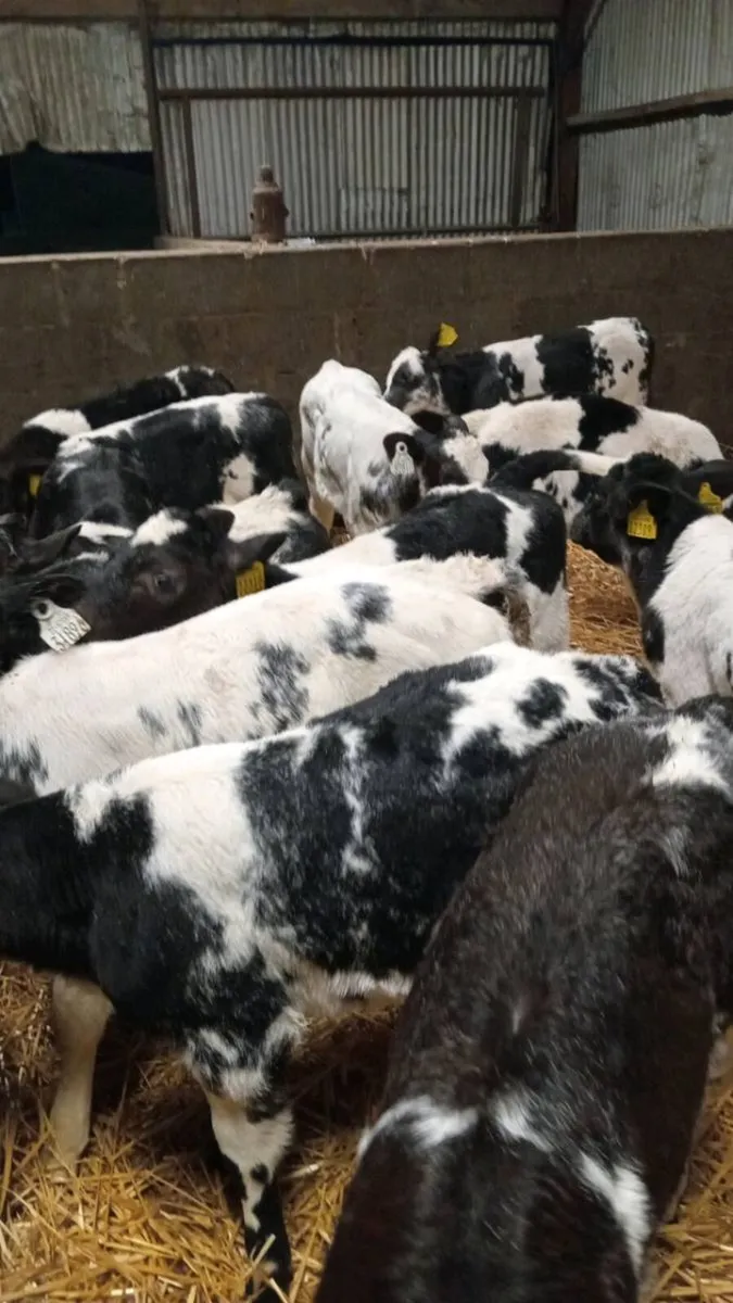 💥💥14 super smashing begian blue calves💥💥 - Image 2