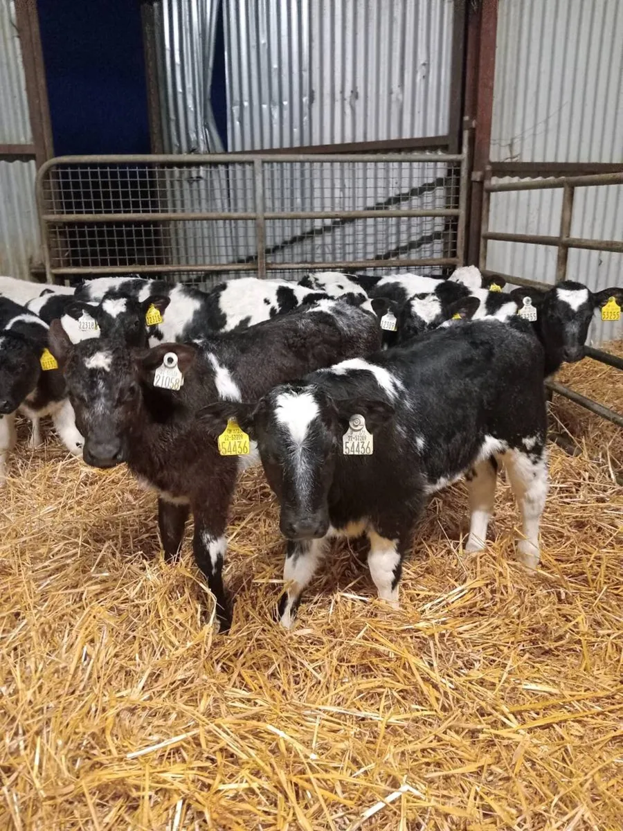 💥💥14 super smashing begian blue calves💥💥 - Image 3