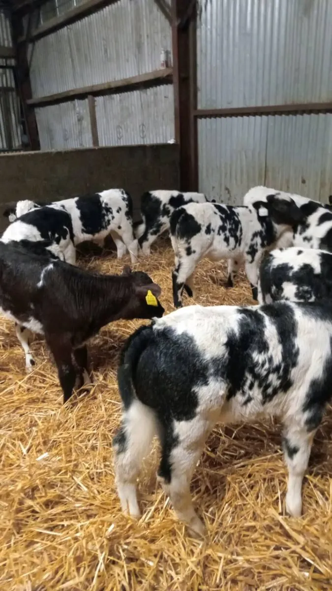 💥💥14 super smashing begian blue calves💥💥 - Image 4