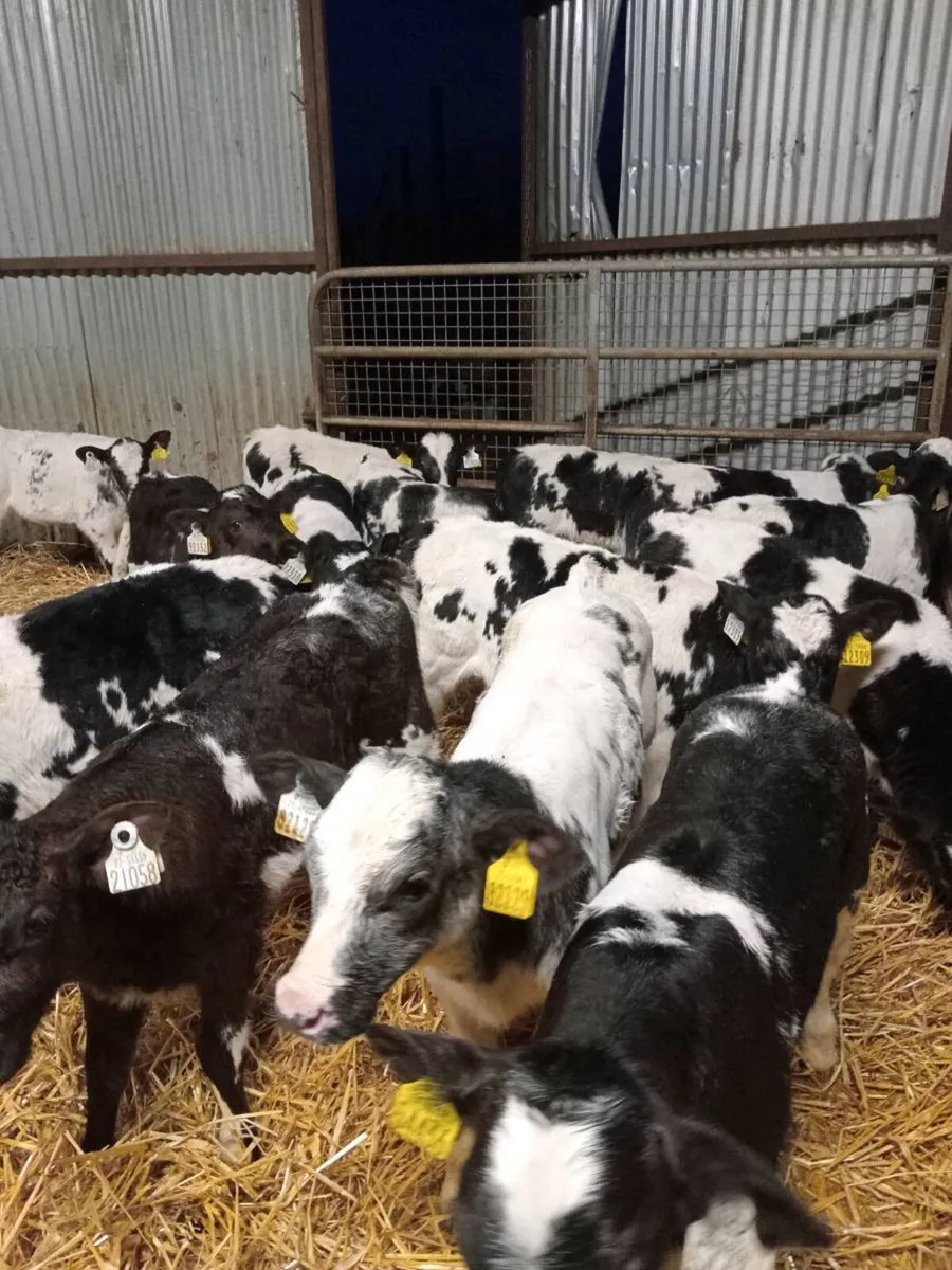 💥💥14 super smashing begian blue calves💥💥 - Image 1