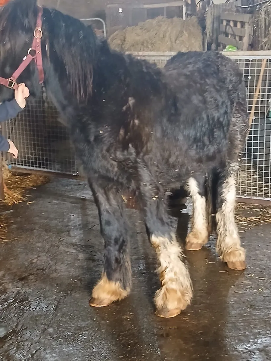 2yo gelding   14.1hh at present to make 15.1 - Image 2