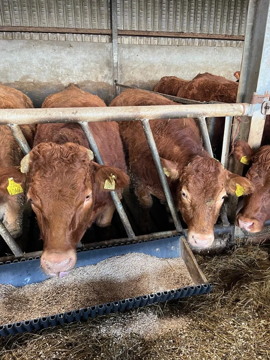 Breeding Heifers - Image 3