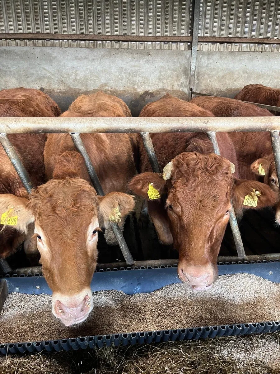 Breeding Heifers - Image 4